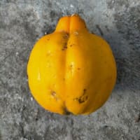 食べたら植える