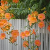 ノウゼンカズラ ・ムクゲ