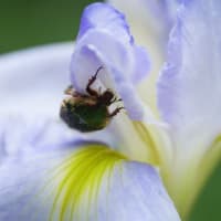 花菖蒲