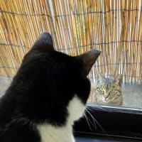 地域猫ちゃん
