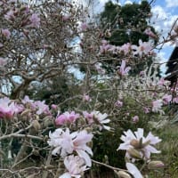 春の花が咲き出した🌿