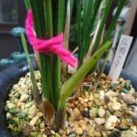 新芽欠きをしました。