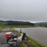 早朝カブ散歩　曇天で水田巡り断念