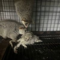 オオガラコの赤ちゃんが生まれました