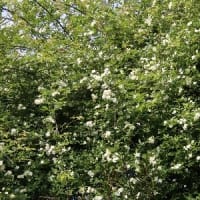 白モッコウバラ、アルケミラ　モリス、白花フクロナデシコ