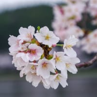 桜の季節