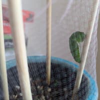 明日はちゃんと結果を貰う