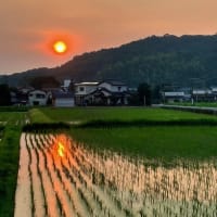 250703 夏至、「半夏生ず」頃、はや猛暑、ぐったり。夕刻ウオークで身体に鞭！田園夕陽を撮影！