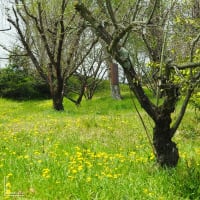 大阪公立大学付属植物園の春🌸