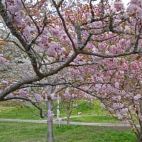 廃寺の桜
