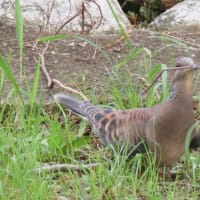  於大公園 ： アベマキどんぐり・・・木曜散歩さんもまだ全員が揃っての散歩が出来ないようです。