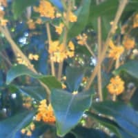 黄金の香り