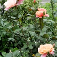 ６月前半の庭の記録
