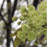 めずらしい桜
