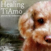癒される愛犬TiAmo