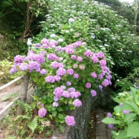2025　梅雨　葉山あじさい公園
