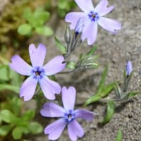 庭の芝桜 （１）３種