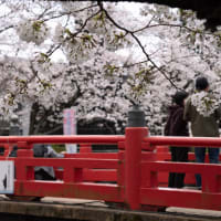 桜満開の水門川
