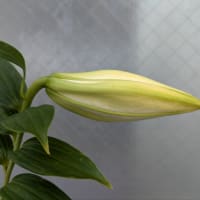 嬉しい事色々🍀