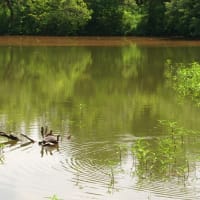 6月の水辺の風景