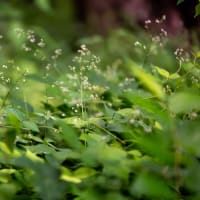 砧草