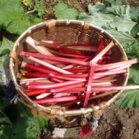 紅いルバーブの初収穫
