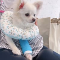 ギプス治療2