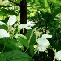 長居植物園の“ヘメロカリスの花”たち！