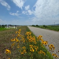 雨の後、またまた猛暑日