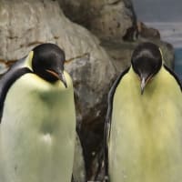 皇帝ペンギンの、かしこまっているふう