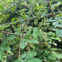 “西暦２５２５年” の歌詞が脳内を周る時… 🎼　