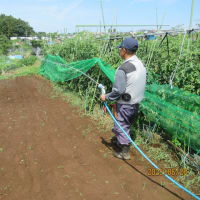 除草後、大麦の播種、潅水