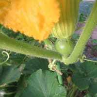 カボチャ雌花と雄花♪　　　+　　情報