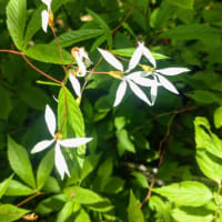 困ったときは植物園へ