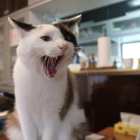 ポンタの捕獲記念日☆