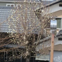 アピカ周辺にも春が来ました！🌸