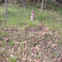 日本ムラサキ・公園デビュー
