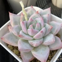 ホリコロものがたり