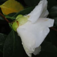 シロバナヤブツバキ（白花藪椿）