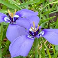 種を蒔く人