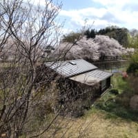 川向う側の桜が満開!