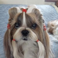凛ちゃんの目も回復