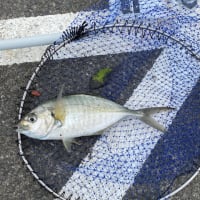 伊豆大島　日帰り釣行