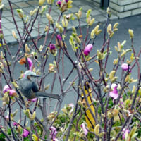 木蓮の花に蜜を狙うヒヨドリ