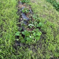 やむなく電柵････さつま芋の畝を荒らされた