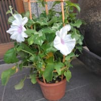 もうすぐ終わるgooブログ