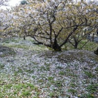 御室の桜（仁和寺）