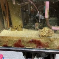 ヤノモドキ運用中止