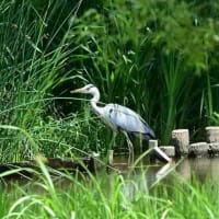 池の対岸には、アオサギがいた。