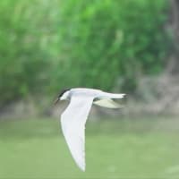 クロハラアジサシに魅せられた❗